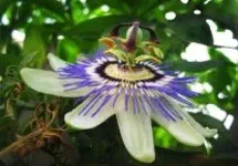 Passiflora